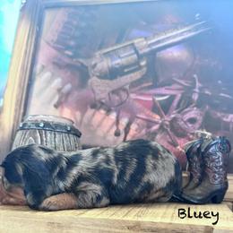Bluey - Dapple male Dachshund puppy in Duncan, Arizona from Bootheel Doxies