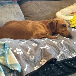 Winnie - Dachshund