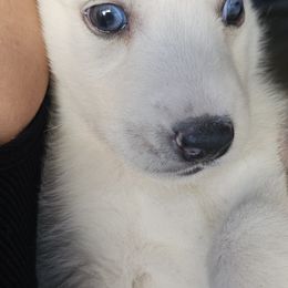 Pomsky Puppies from Peoria Pomskies