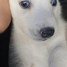 Pomsky Puppies from Peoria Pomskies