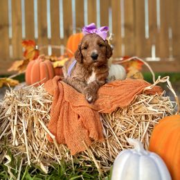 Apple's Lilac Girl - Red  female Goldendoodle puppy in Kountze, Texas from Texas Doodles LLC
