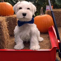 Blueberry - White male Miniature Schnauzer puppy in Houston, Texas from Haughton Farm
