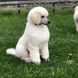 Poodle Puppies from D and D Standard Poodles