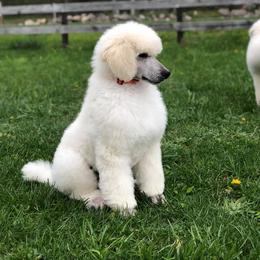 Poodle Puppies from D and D Standard Poodles