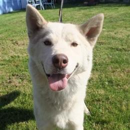 Siberian Husky All Grown Up from Twilights Kennel