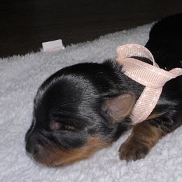 Girl 3 - Yorkshire Terrier puppy in Livermore, California from Ruben & Tatiana’s Yorkshire Terriers