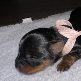Girl 3 - Yorkshire Terrier puppy in Livermore, California from Ruben & Tatiana’s Yorkshire Terriers