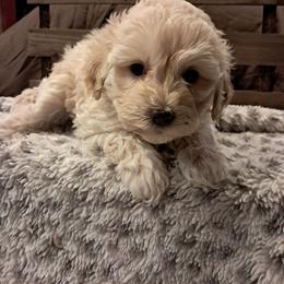 Boy 1 - Buff and white male Cockapoo puppy in Mena, Arkansas from Ouachita River Cockapoos