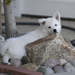 Berger Blanc Suisse Puppies from Absolute Dream White Swiss Shepherds