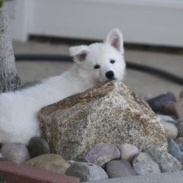 Berger Blanc Suisse Puppies from Absolute Dream White Swiss Shepherds