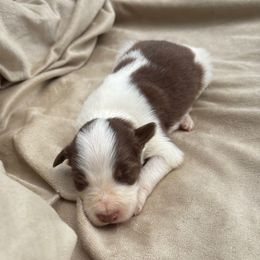 Celeste- red and white - Red female Border Collie puppy in Chattanooga, Tennessee from Ross Vegas Kennels