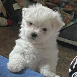 Companion Crosses and Maltese from For The Luv of Pawz