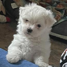 Companion Crosses and Maltese from For The Luv of Pawz