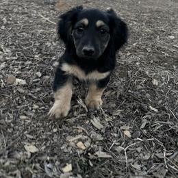Lou - Black and cream male Dachshund puppy in Conway, Missouri from Ozark Mountain Kennel