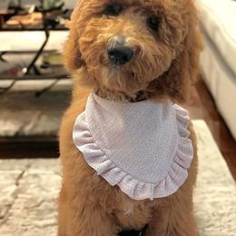 Goldendoodle Puppies from Teddy Gram Goldendoodles