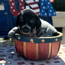 German Shorthaired Pointer Puppies from MaggieMae Andersen
