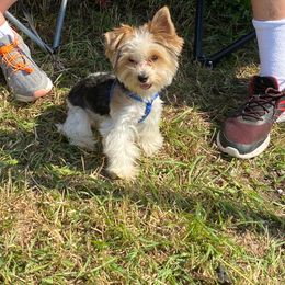 Tucker - Yorkshire Terrier