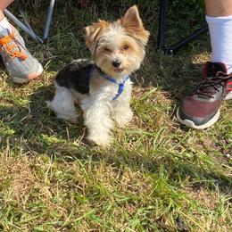 Tucker - Yorkshire Terrier