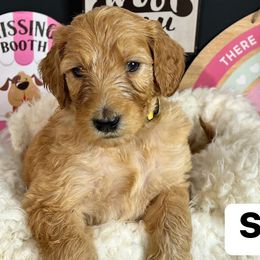 Girl 4- Sunny - Apricot Goldendoodle puppy in Douglasville, Georgia from Poodles & Doodles by Design