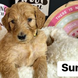Girl 4- Sunny - Apricot Goldendoodle puppy in Douglasville, Georgia from Poodles & Doodles by Design