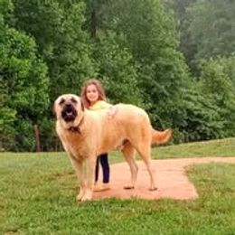 Gifford - Anatolian Shepherd Dog