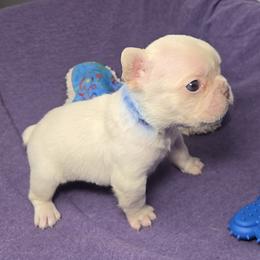 French Bulldog Puppies from MiAdorableFrenchies