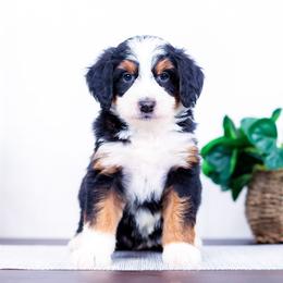 Bonnie - Tri-color female Bernedoodle puppy in Arthur, Illinois from Central Illinois Bernedoodles