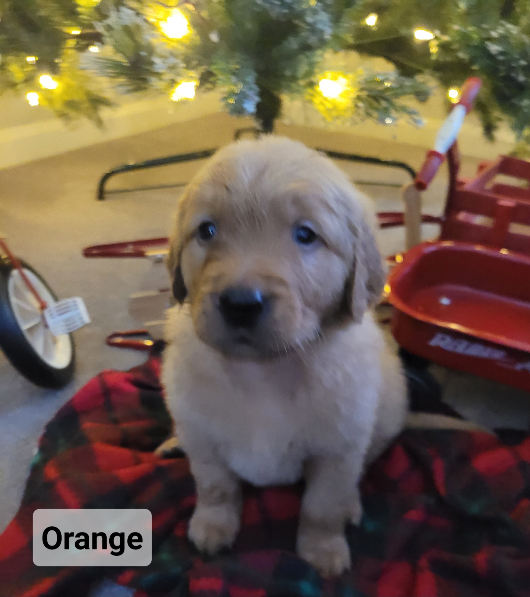 Golden Retriever Puppies from Catherine's Goldens