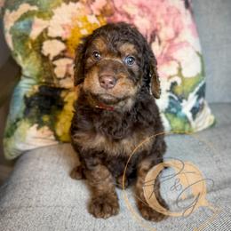 Roland (red collar) - Phantom male Goldendoodle puppy in Murrieta, California from Apricot Poodles & Goldendoodles, LLC