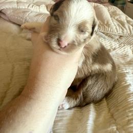 Bronze - Red merle male Miniature Australian Shepherd puppy in Gatesville, Texas from Southern Promise Aussie’s