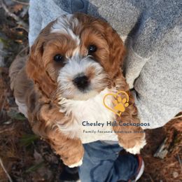 Cockapoo Puppies from Chesley Hill Cockapoos