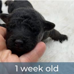 Boy 1 - Black male Lakeland Terrier puppy in Marshallville, Ohio from Anne's Pups