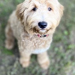 Ranger - Goldendoodle