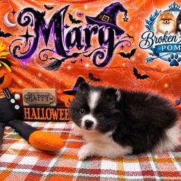 Mary - Black parti female Pomeranian puppy in Sandia, Texas from Broken Arrow Poms