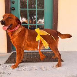 Ember - Labrador Retriever