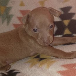 Pick female - Fawn and rust female Miniature Pinscher puppy in Cincinnati, Ohio from ALL AMERICAN K9 LLC