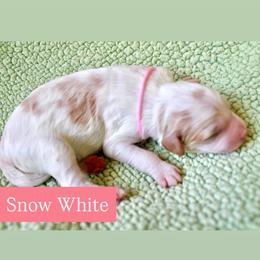 Snow White - Parti female Goldendoodle puppy in Stockton, California from Port City Doodles