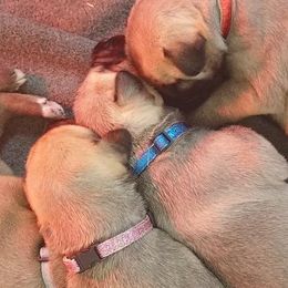 Irish Wolfhounds from Faolan Irish Wolf Hounds