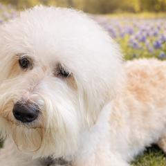 Reba - Australian Labradoodle