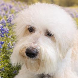 Reba - Australian Labradoodle