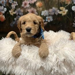 Tater - Apricot male Goldendoodle puppy in Stroudsburg, Pennsylvania from Momma’s Mini Goldendoodles