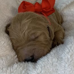 Goldendoodle Puppies from The Bruce Farm