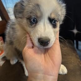 Girl 3 - Blue merle female Australian Shepherd puppy in Spring Creek, Nevada from Knotts Dalmatians/Australian Shepherds