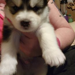 Siberian Husky Puppies from Crystal's Siberian Huskies