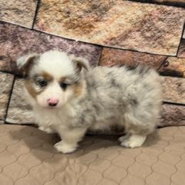 Boy 1 - Blue merle and white male American Corgi puppy in Visalia, California from VIP Stables