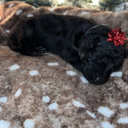 Blue color - Bi-color female German Shepherd puppy in Marion, Ohio from Legacy K9’s