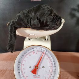 Dilute Retriever and Labradoodle Puppies from Von Bussler Labradoodles & Retrievers