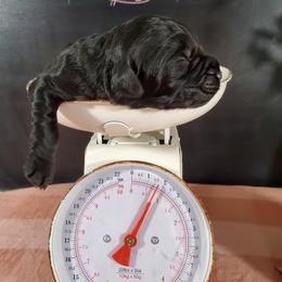 Dilute Retriever and Labradoodle Puppies from Von Bussler Labradoodles & Retrievers