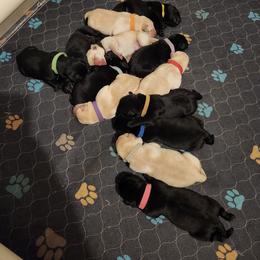 Pink collar - Black female Labrador Retriever puppy in Mossyrock, Washington from White River Labradors