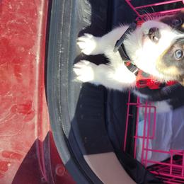 Pembroke Welsh Corgi Puppies from Creme De La Creme Corgis
